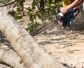 Man with chainsaw cutting tree Royalty Free Stock Photo