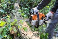 Man with chainsaw cutting the tree Royalty Free Stock Photo