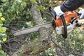 Man with chainsaw cutting the tree Royalty Free Stock Photo
