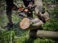 Man with chainsaw cutting the tree tree, removal Royalty Free Stock Photo