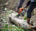 Man with chainsaw cutting the tree tree, removal