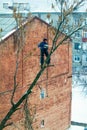 A man with a chainsaw does pruning a tree, cuts off large branches