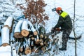 A man with a chainsaw saws branches and tree trunks. Deforestation in winter. The work of a woodcutter in severe winter conditions Royalty Free Stock Photo