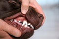 Man checking dog`s teeth indoors, closeup.