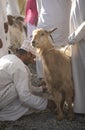 Man is checking out a goat he considers ourchasing in Nizwa mark