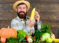 Man cheerful bearded farmer hold corncob or maize wooden background. Farmer straw hat presenting fresh vegetables Royalty Free Stock Photo