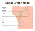 Man chest lymph node. Fluid exchange, body defense from infection