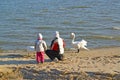 The man with the child feed swans on the bank of the Baltic Sea. Kaliningrad region