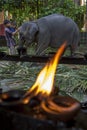 A man and child pat a young elephant within the Temple of the Sacred Tooth Relic in Kandy, Sri Lanka.