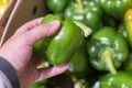 A man chooses green bell peppers in a grocery store, at the market. Hand take the pepper from a vegetable basket. Man`s hand is Royalty Free Stock Photo