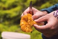 Man cleaning a chanterelle mushroom Royalty Free Stock Photo