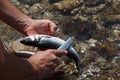 Man cleaning a fish by the river during a fishing trip Royalty Free Stock Photo