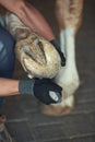 Man cleaning horse hoof Royalty Free Stock Photo