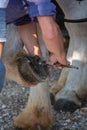 Man cleans a horse's hoof from dirt and stones, caring for anima