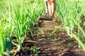 Man on a Garden Path Gardening Dirt with a Hoe Royalty Free Stock Photo