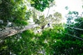 A man is climbing a ceiba tree, Amazon