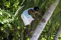 Man Climbing Coconut Palm in Samana, Dominican Republic