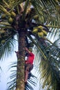 Man Climbing Coconut Tree Royalty Free Stock Photo