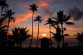 Man climbing coconut tree. Royalty Free Stock Photo