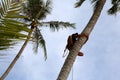 Man climbing coconut tree. Royalty Free Stock Photo