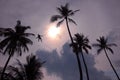 Man climbing coconut tree. Royalty Free Stock Photo