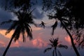 Man climbing coconut tree. Royalty Free Stock Photo