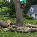 Man climbing down tree after cutting down large branches Royalty Free Stock Photo