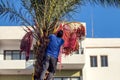 Man collecting dates on palm.