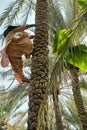 Man climbing the palm tree in Al Ain Oasis in Abu Dhabi Royalty Free Stock Photo