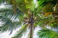 Man climbing a palm tree of Sri Lanka Royalty Free Stock Photo