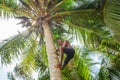 Man climbing a palm tree of Sri Lanka Royalty Free Stock Photo