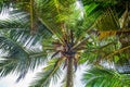 Man climbing a palm tree of Sri Lanka Royalty Free Stock Photo
