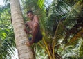 Man climbing a palm tree of Sri Lanka Royalty Free Stock Photo