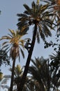 Man climbing a palmtree