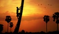 Man climbing a sugar palm tree