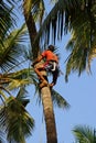 Man climbs on a tree to reap crop of a cocoes