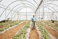 Man, clipboard or walking in farming check, greenhouse analytics or lettuce growth research in crop compliance Royalty Free Stock Photo