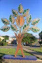 man and cocoa tree