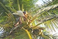 Man Coconut Harvesting