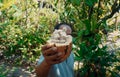 Man with coffee seed on hand in the Bali forest Royalty Free Stock Photo