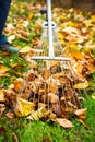 Man collecting fallen autumn leaves first person view Royalty Free Stock Photo