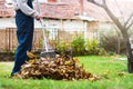 Man collecting fallen autumn leaves in the yard Royalty Free Stock Photo