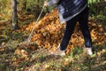 Man collecting fallen autumn leaves in the home yard. Ecology and gardening concept. Royalty Free Stock Photo