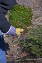 Man collecting moss