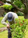 Man collecting ripe red currants from red current bush in summer garden. Royalty Free Stock Photo