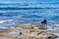 Man collecting sea urchins