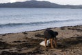 Man collecting seaweed