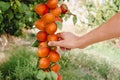 man collecting some ripe apricots from the tree Royalty Free Stock Photo