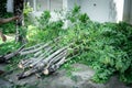 Man collecting twigs to clean the garden after tree trimming Royalty Free Stock Photo