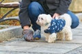 Man collects dog poop Royalty Free Stock Photo